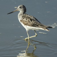 Tringa nebularia op RikenMon's Natuurgids