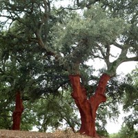 Quercus suber on RikenMon's Nature-Guide