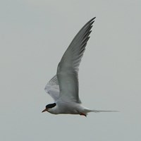 Sterna hirundo En la Guía-Naturaleza de RikenMon