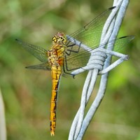 Sympetrum sanguineum on RikenMon's Nature-Guide