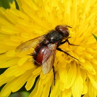 Tachina fera Em Nature-Guide de RikenMon