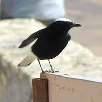 Oenanthe leucopyga En la Guía-Naturaleza de RikenMon