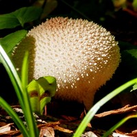 Lycoperdon perlatum Sur le Nature-Guide de RikenMon