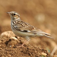 Lullula arborea op RikenMon's Natuurgids