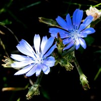 Cichorium intybus su guida naturalistica di RikenMon