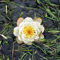 Nymphaea alba En la Guía-Naturaleza de RikenMon