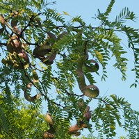 Gleditsia triacanthos su guida naturalistica di RikenMon