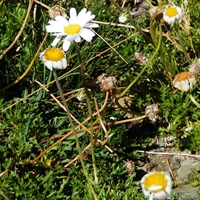 Leucanthemopsis alpina  En la Guía-Naturaleza de RikenMon