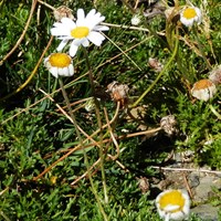 Leucanthemopsis alpina  su guida naturalistica di RikenMon