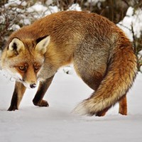 Vulpes vulpes En la Guía-Naturaleza de RikenMon