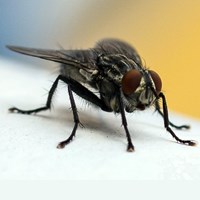 Musca domestica Auf RikenMons Nature-Guide