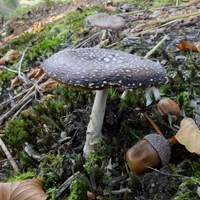 Amanita pantherina
