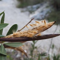 Nerium oleander En la Guía-Naturaleza de RikenMon