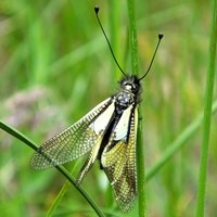 Ascalaphus libelluloides En la Guía-Naturaleza de RikenMon
