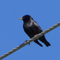 Sturnus unicolor op RikenMon's Natuurgids