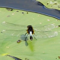 Leucorrhinia caudalis Sur le Nature-Guide de RikenMon