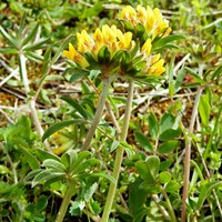 Anthyllis vulneraria Auf RikenMons Nature-Guide