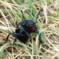 Timarcha tenebricosa En la Guía-Naturaleza de RikenMon