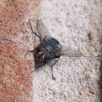 Calliphora vicina Sur le Nature-Guide de RikenMon