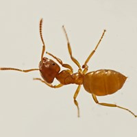 Lasius flavus En la Guía-Naturaleza de RikenMon