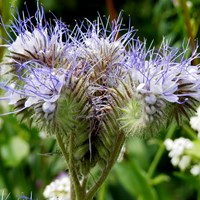 Phacelia tanacetifolia En la Guía-Naturaleza de RikenMon