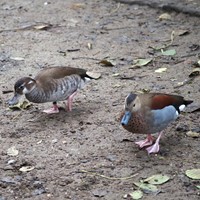 Callonetta leucophyrs En la Guía-Naturaleza de RikenMon