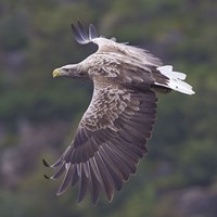 Haliaeetus albicilla Em Nature-Guide de RikenMon