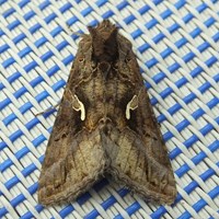 Autographa gamma Sur le Nature-Guide de RikenMon