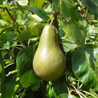 Pyrus communis op RikenMon's Natuurgids