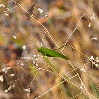 Phaneroptera nana Sur le Nature-Guide de RikenMon