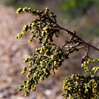 Thymelaea hirsuta En la Guía-Naturaleza de RikenMon