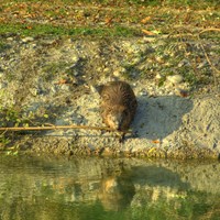 Castor fiber En la Guía-Naturaleza de RikenMon