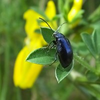 Agelastica alni En la Guía-Naturaleza de RikenMon