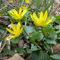 Ranunculus ficaria Sur le Nature-Guide de RikenMon