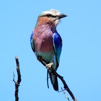 Coracias caudatus на Nature-Guide RikenMon в