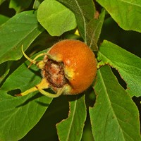 Mespilus germanica Em Nature-Guide de RikenMon