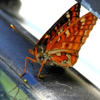 Euphydryas maturna En la Guía-Naturaleza de RikenMon