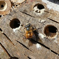 Osmia bicornis op RikenMon's Natuurgids