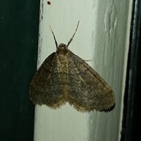 Operophtera brumata op RikenMon's Natuurgids