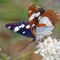 Limenitis reducta