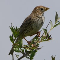 Emberiza calandra En la Guía-Naturaleza de RikenMon