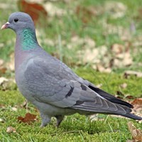 Columba oenas op RikenMon's Natuurgids