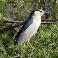 Nycticorax nycticorax Em Nature-Guide de RikenMon