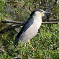 Nycticorax nycticorax на Nature-Guide RikenMon в