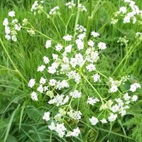 Anthriscus sylvestris op RikenMon's Natuurgids