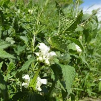 Lamium album  su guida naturalistica di RikenMon