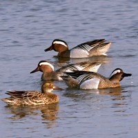 Anas querquedula op RikenMon's Natuurgids