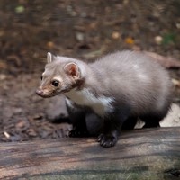 Martes foina En la Guía-Naturaleza de RikenMon