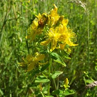 Hypericum perforatum su guida naturalistica di RikenMon