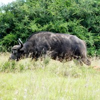 Syncerus caffer En la Guía-Naturaleza de RikenMon